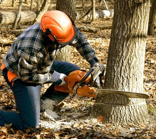 Tree Removal in Rock Island, TN